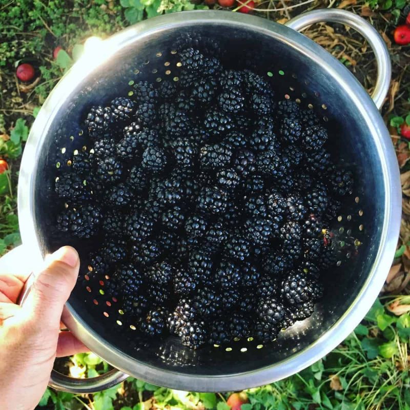 a hand holding a metal colander of foraged blackberries