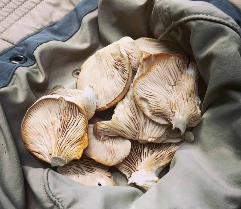 foraged oyster mushrooms in a hat