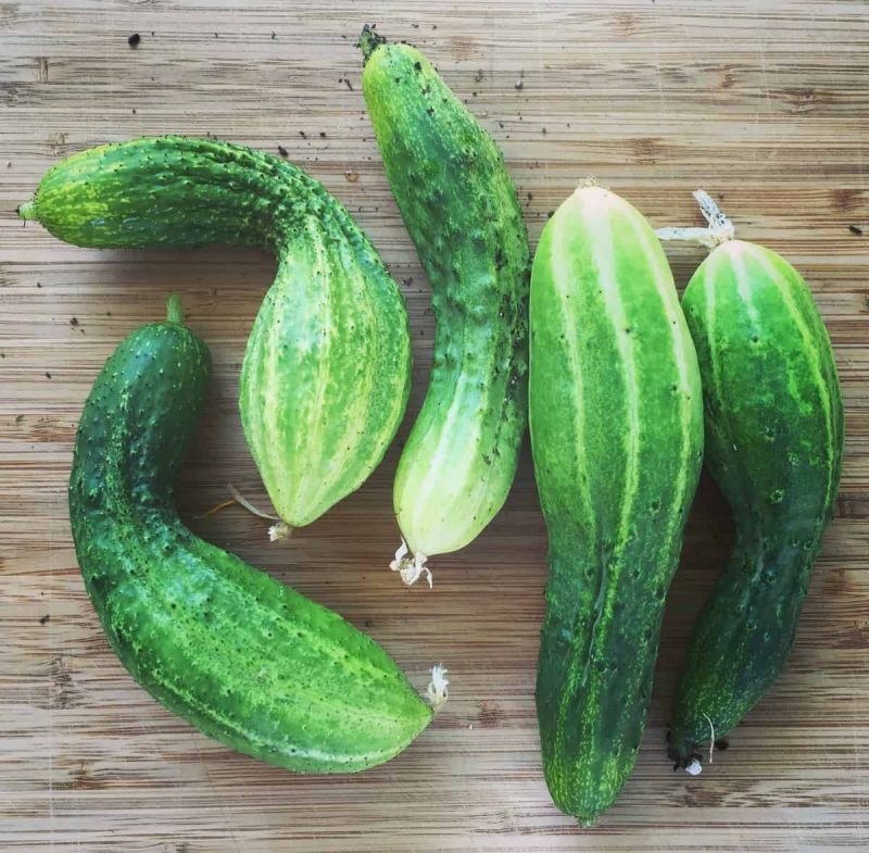 fresh pickling cucumbers from the garden on a bamboo cutting board