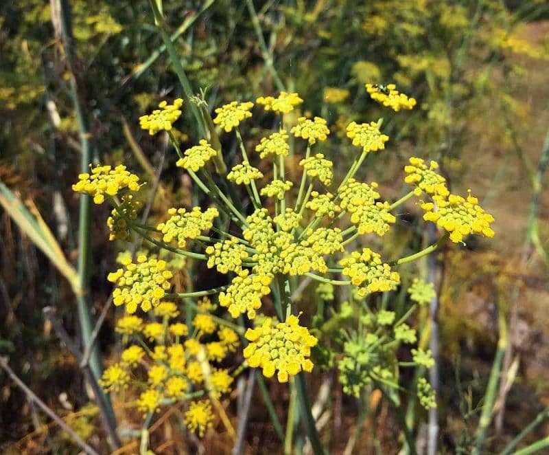 wild fennel flower