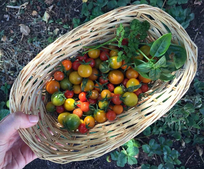 a basket of underripe cherry tomatoes