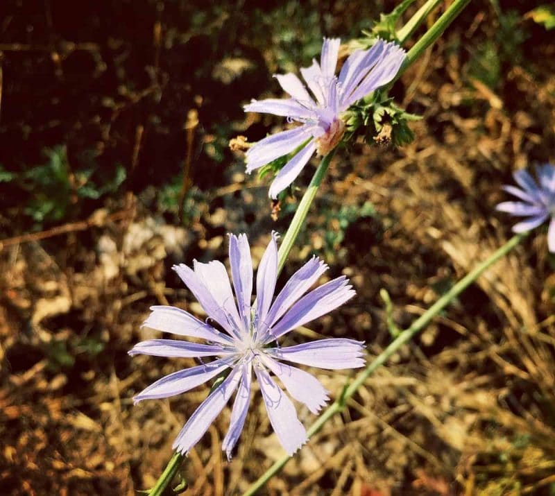 chicory-in-bloom