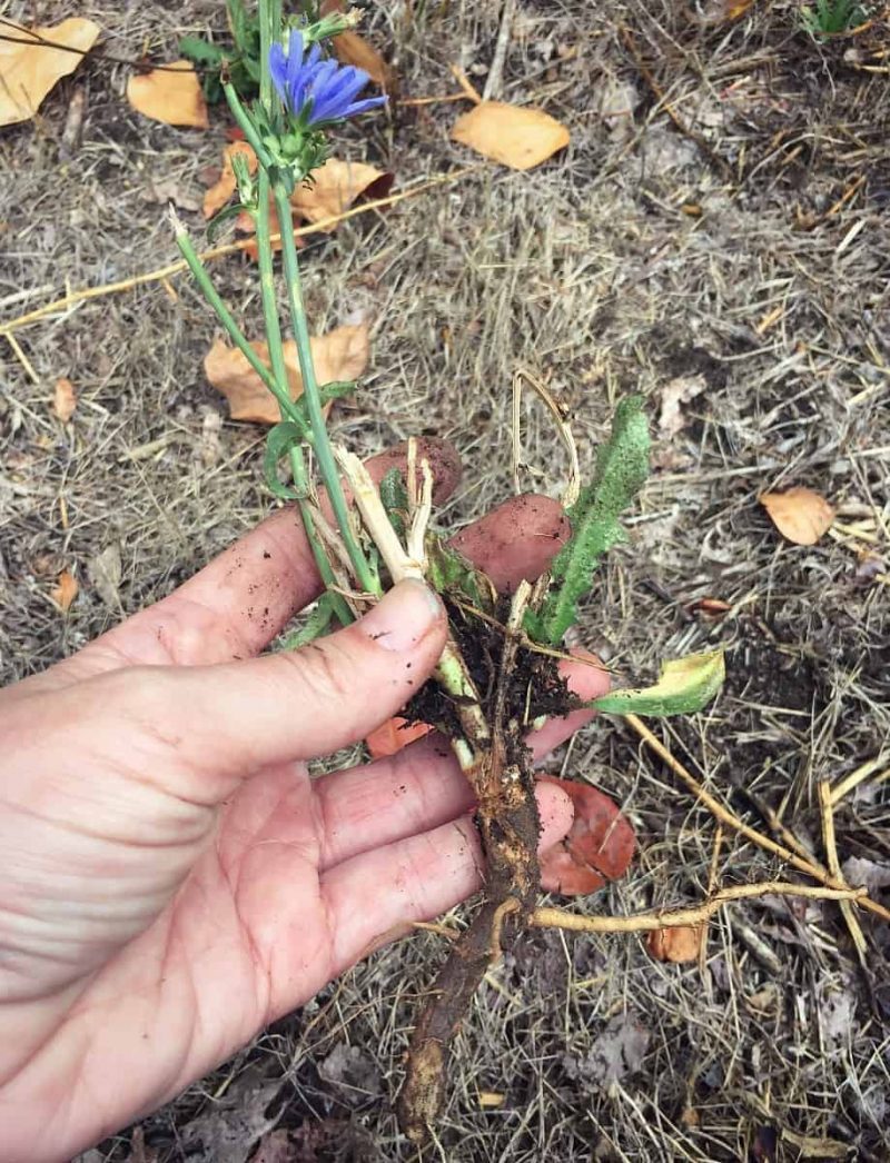 chicory-plant