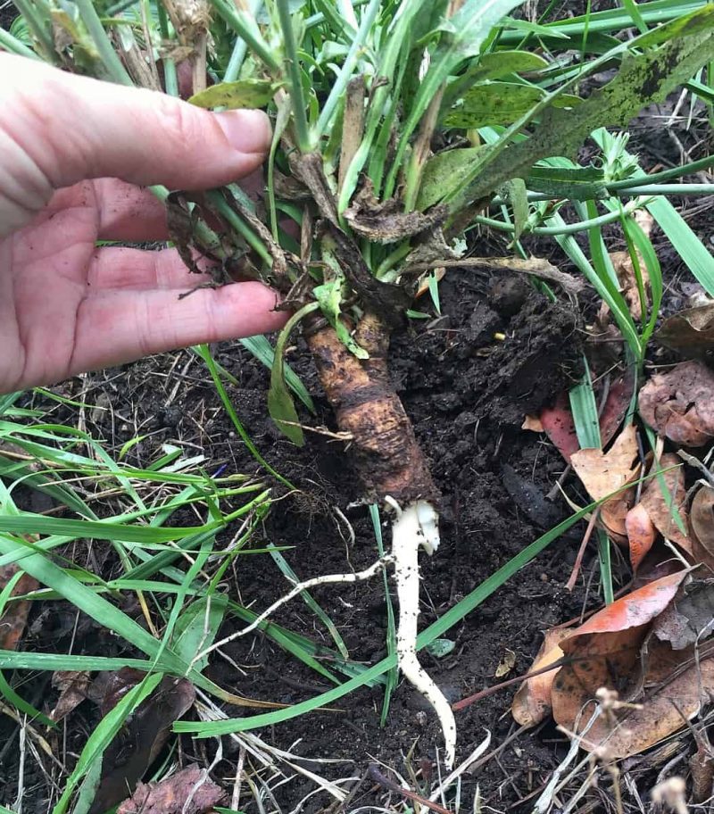 a hand harvesting wild chicory root