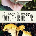 A woman holding freshly foraged edible wild mushrooms.