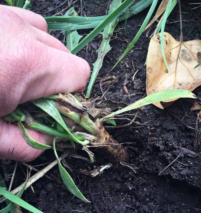 pulling-chicory-root