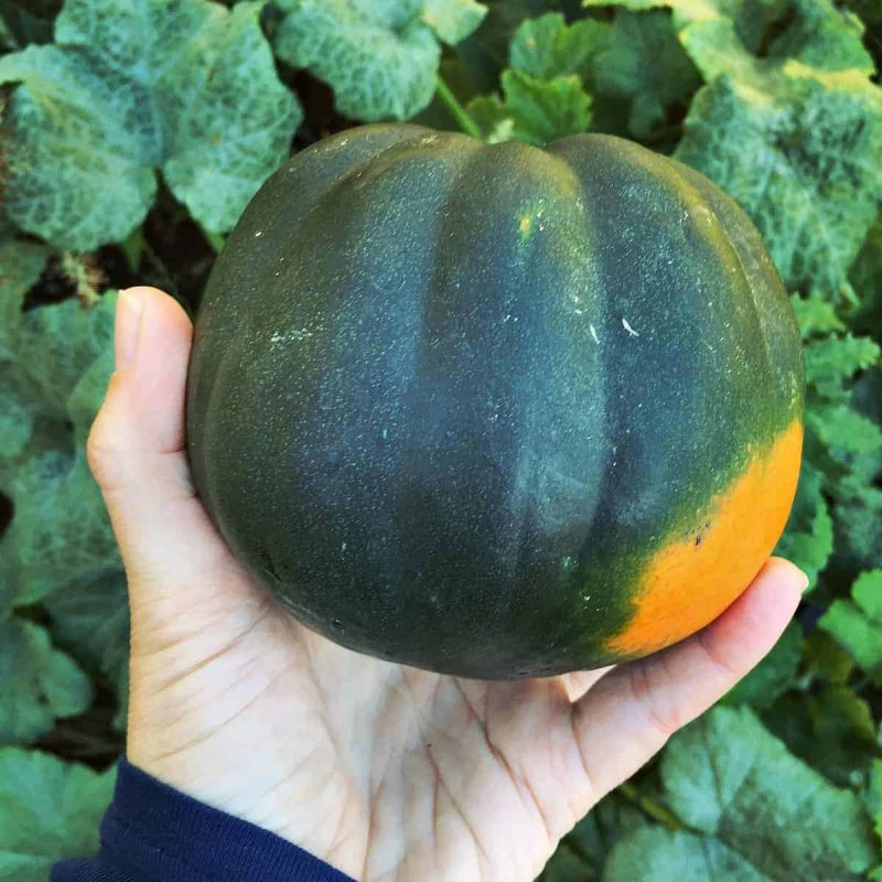 a hand holding an acorn squash