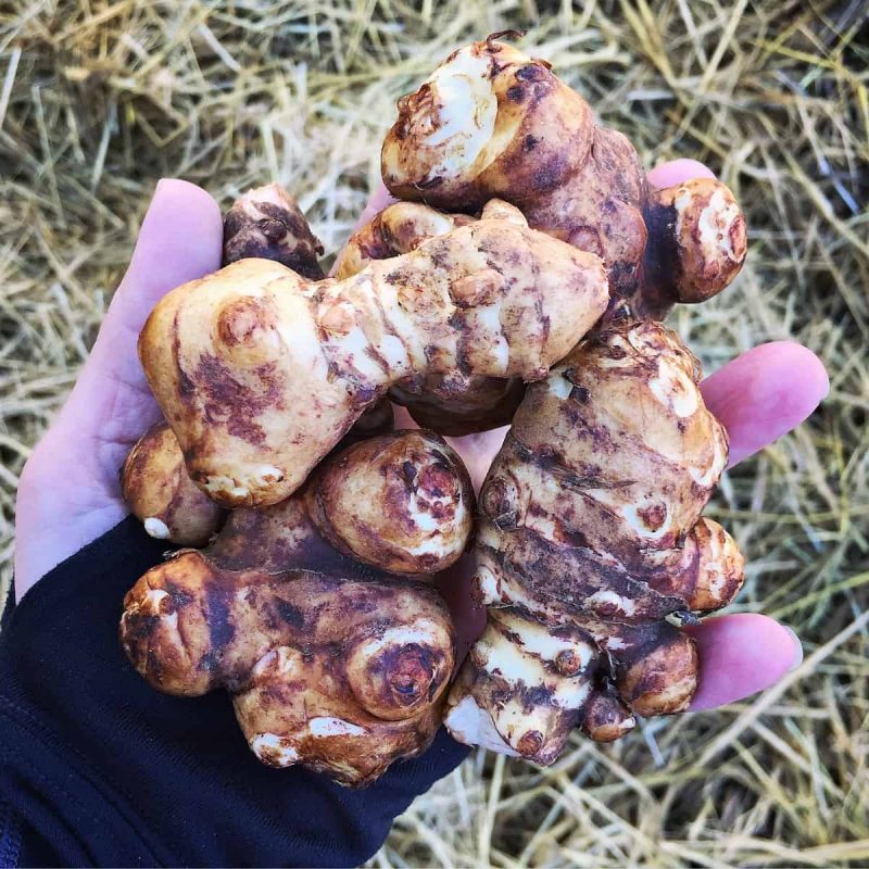 a hand holding Jerusalem artichokes