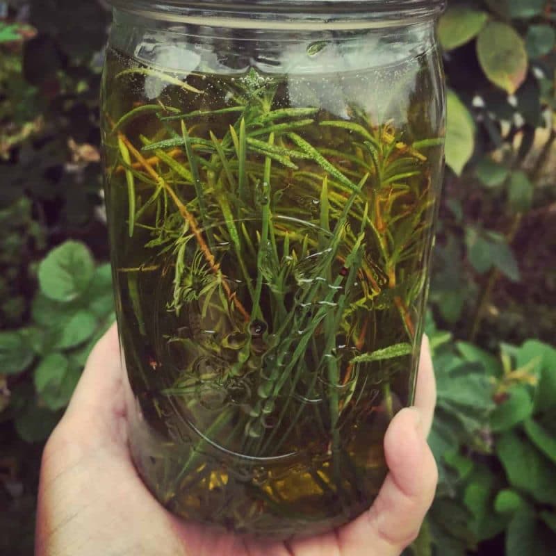 a hand holding a jar of rosemary and pine infused oil