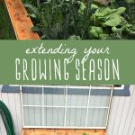 Vegetables growing in a simple hoop house and a cold frame to extend the growing season.