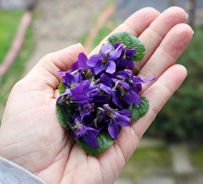 wild violet leaves and flowers in hand
