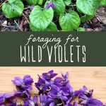 Wild violets growing in a yard, and foraged wild violet flowers on a cutting board.