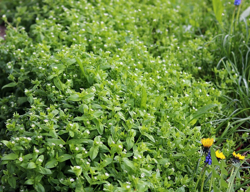 a large patch of low growing chickweed