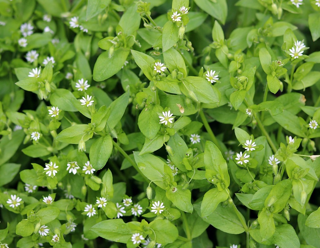 chickweed plant with a lot of little white flowers