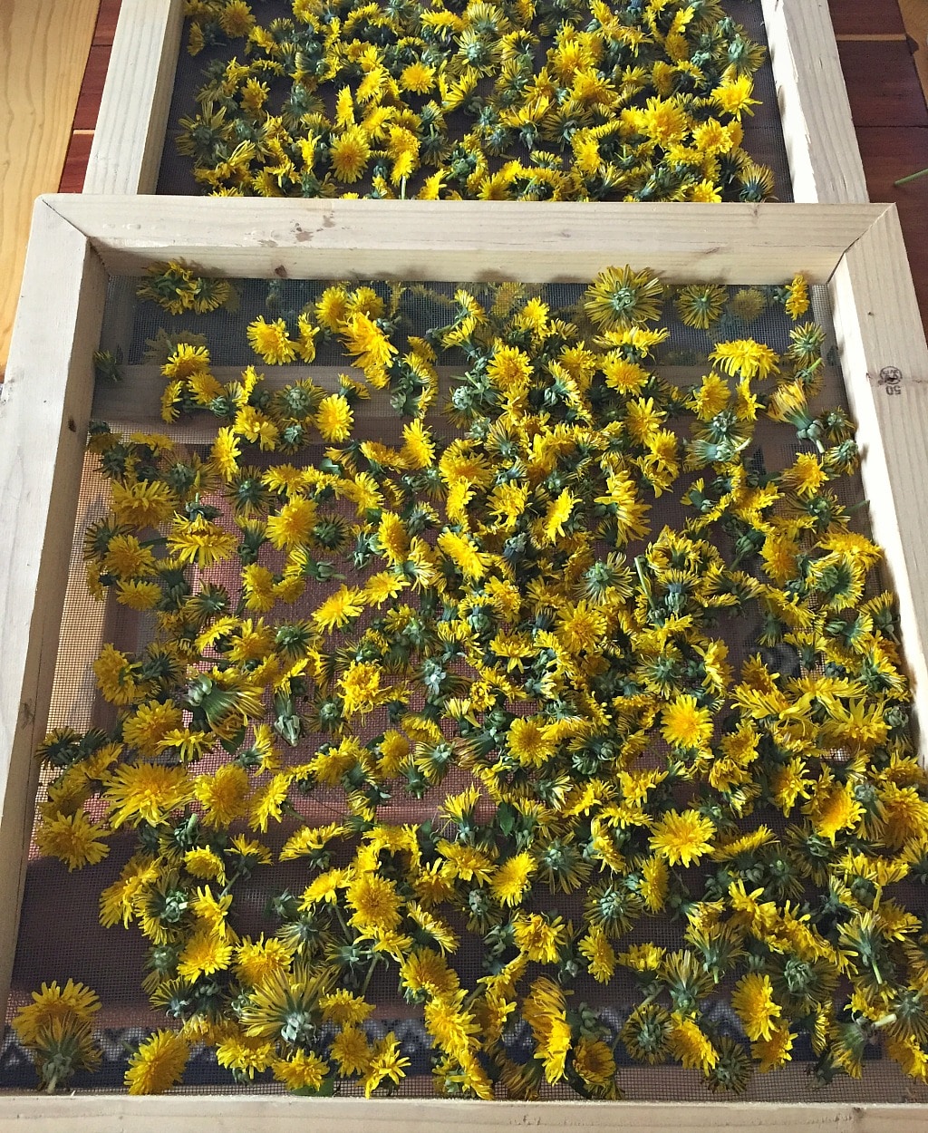foraged dandelions drying on a screen