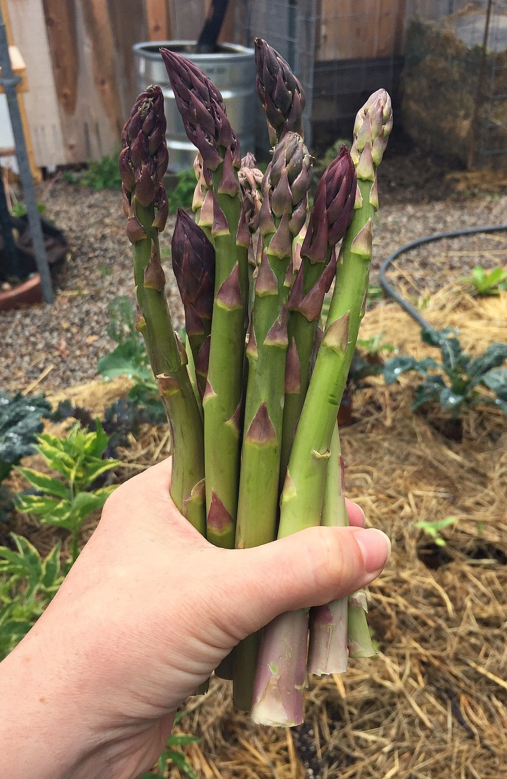a hand holding fresh asparagus
