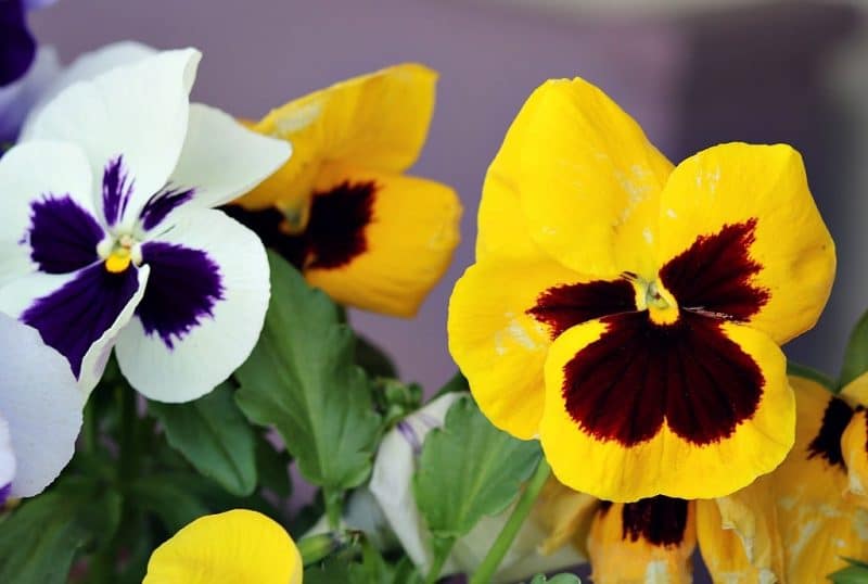 colorful pansies