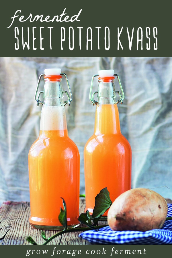 Two bottles of fermented sweet potato kvass.