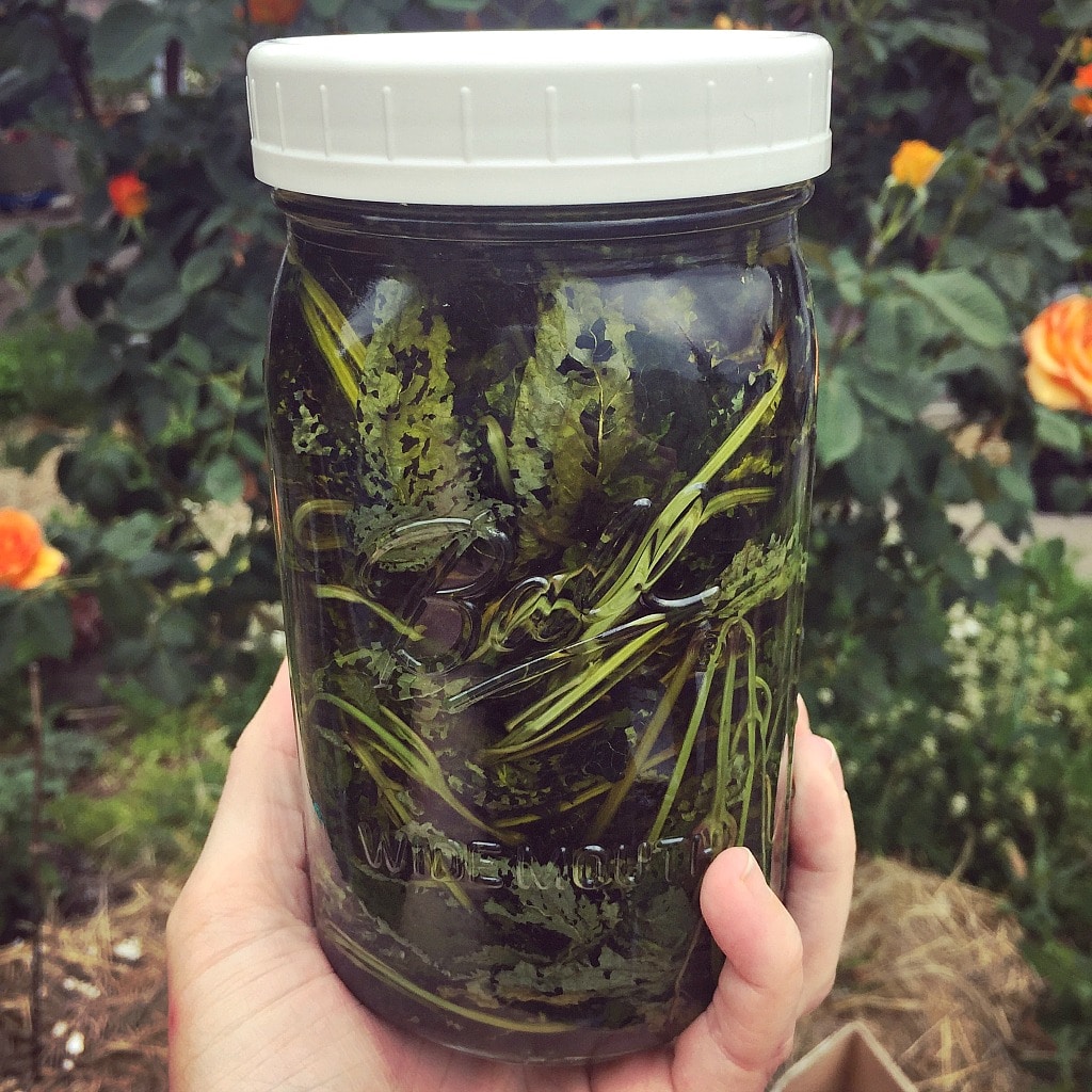 a jar of lemon balm infused oil