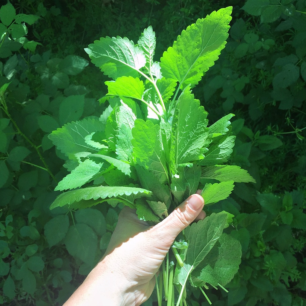 a handful of fresh lemon balm