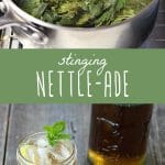 Stinging nettles in a pot, and a glass of stinging nettle lemonade.