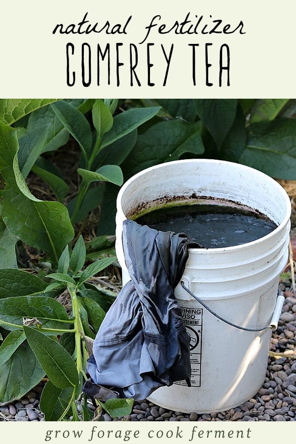 A bucket of comfrey tea natural fertilizer.