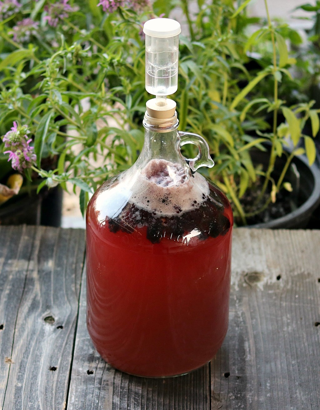 a gallon jug of blackberry mead with an airlock