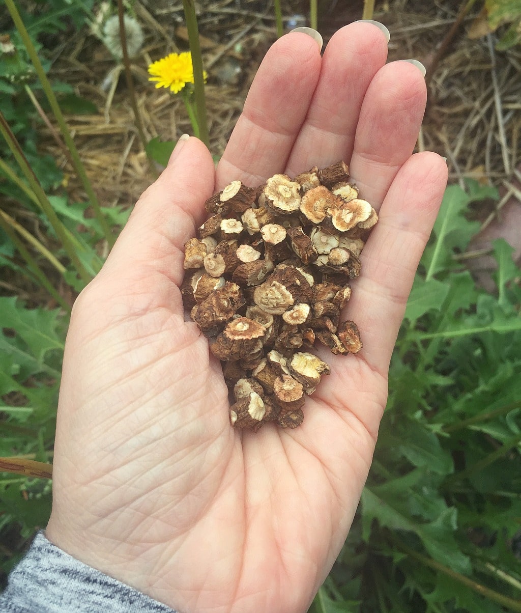 a hand holding foraged dandelion root pieces