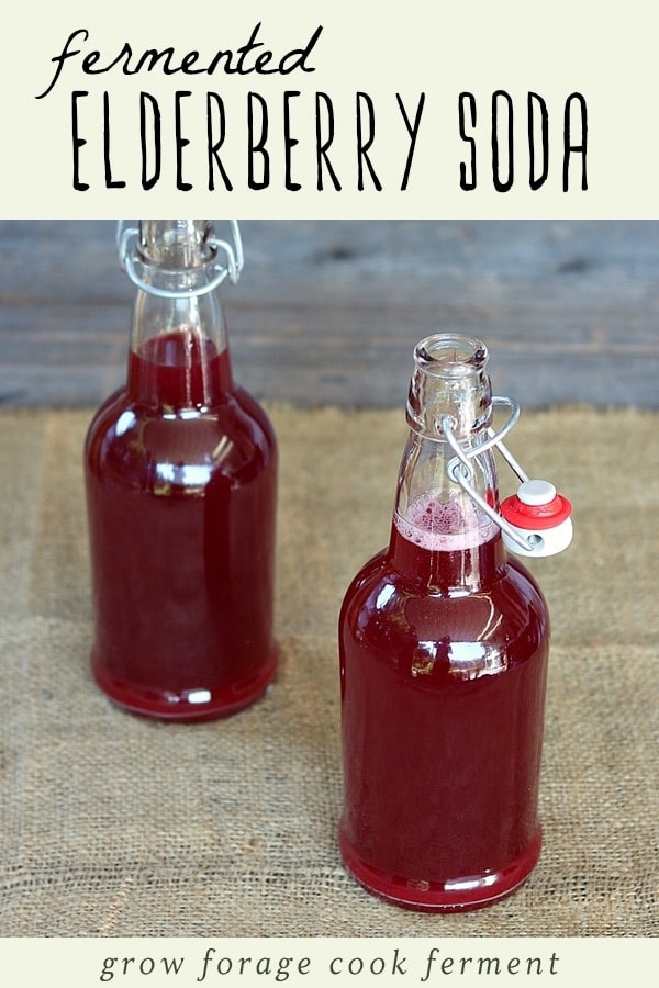 Two bottles of naturally fermented elderberry soda from wild yeast.