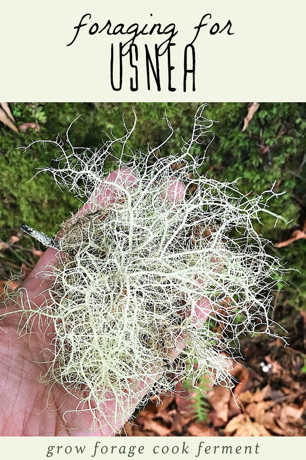A woman holding freshly foraged usnea.