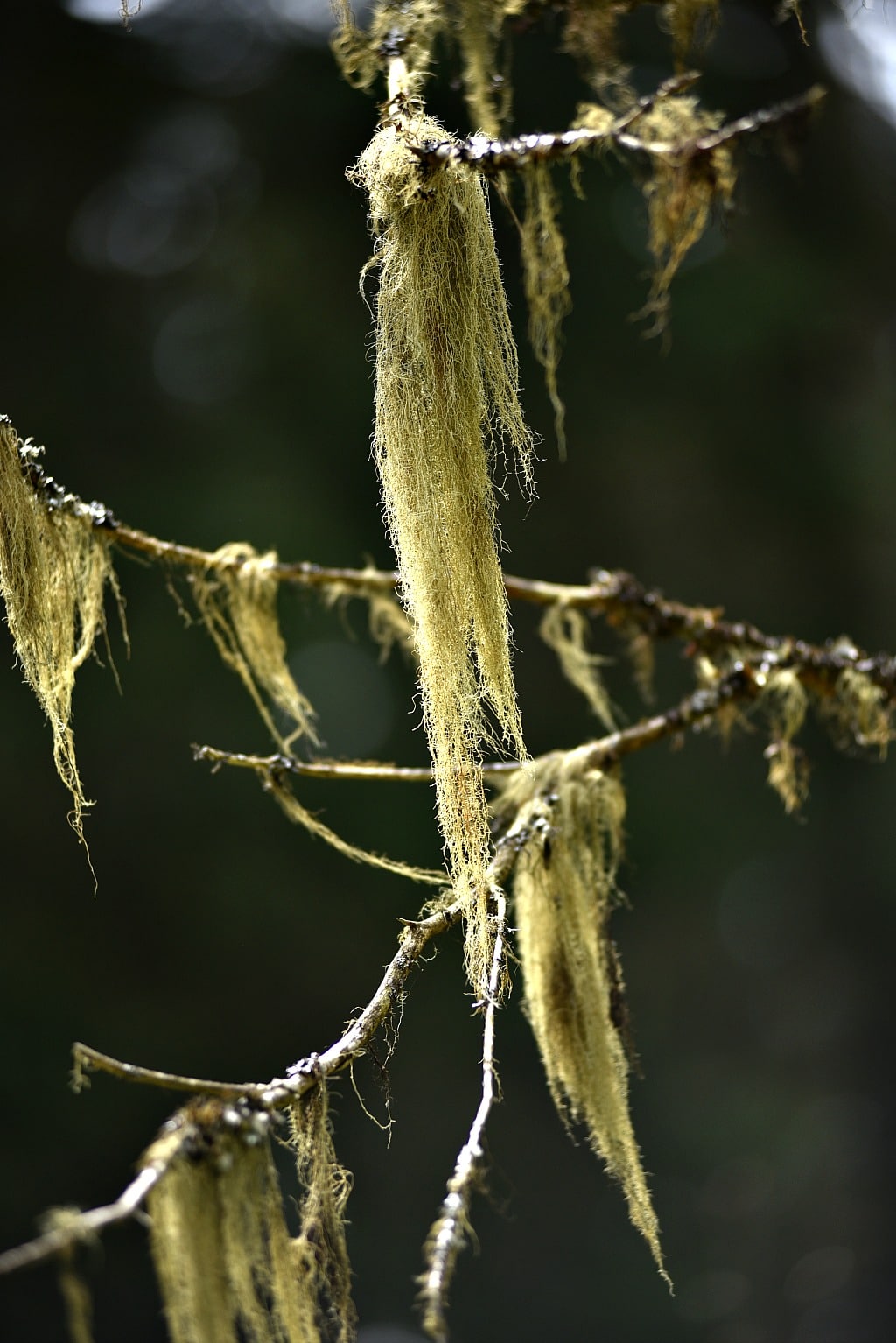 long strands of usnea lichen hanging from a branch