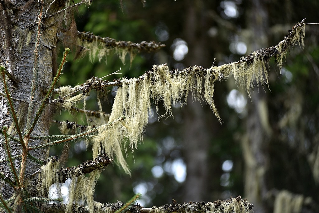 Usnea lichen on a tree branch