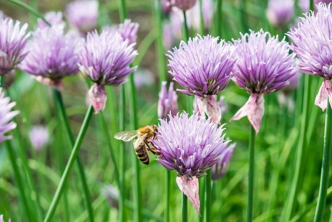 Honey bee on a purple chive blossom