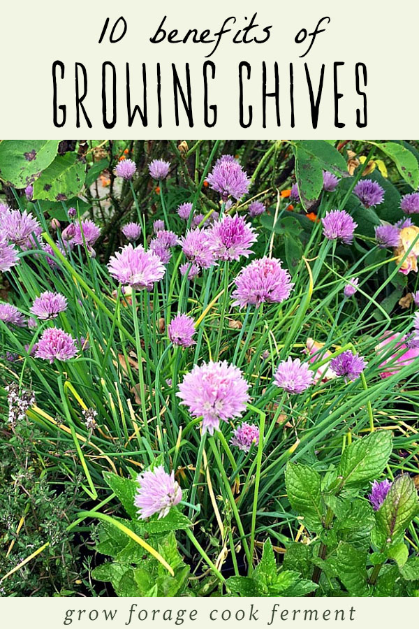 Chives growing in a garden with chive flowers.