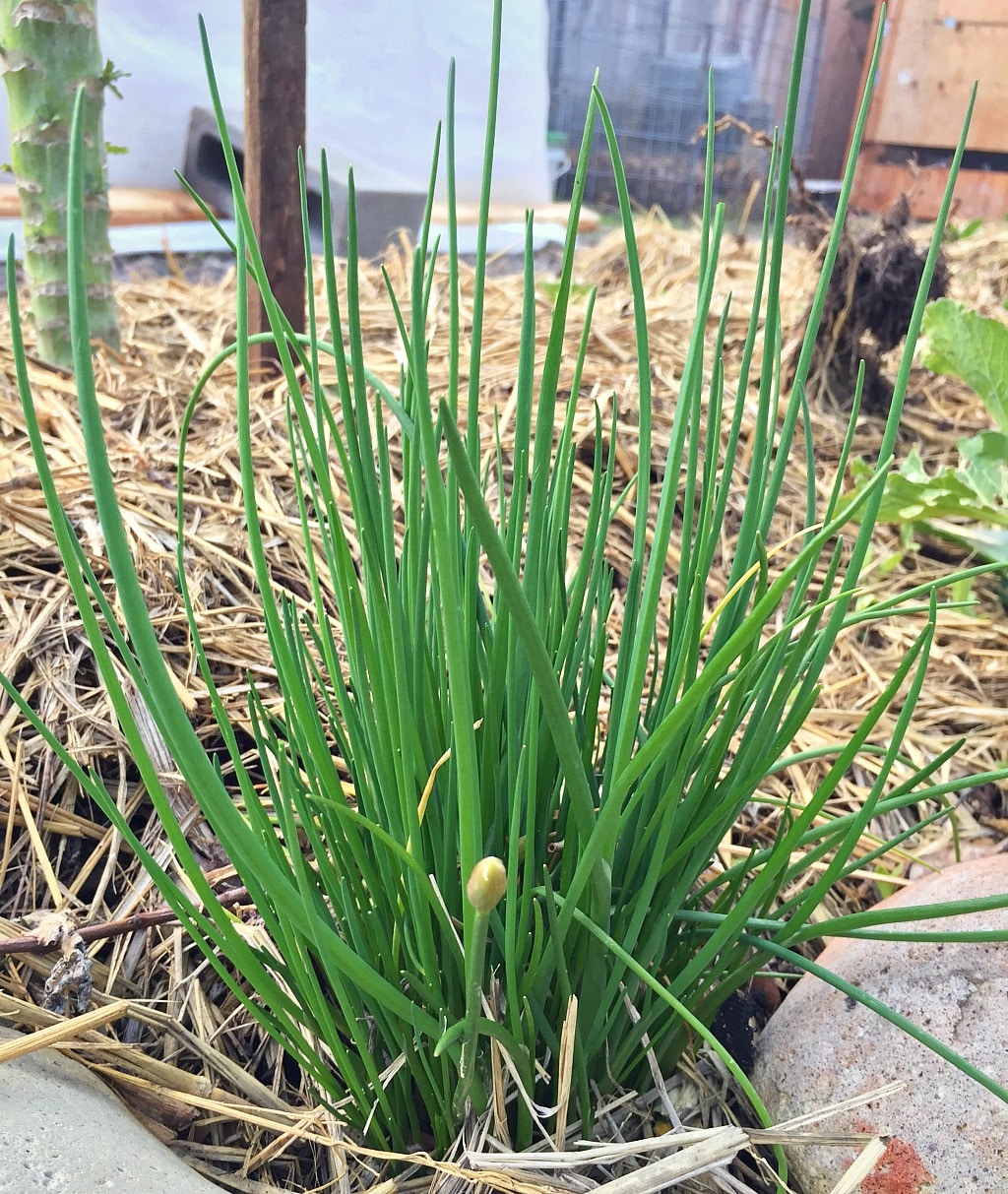 bunch of chives growing in the garden