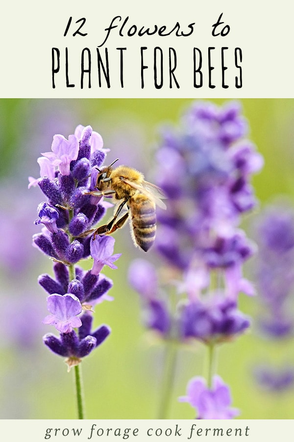 A bee on a lavender flower.