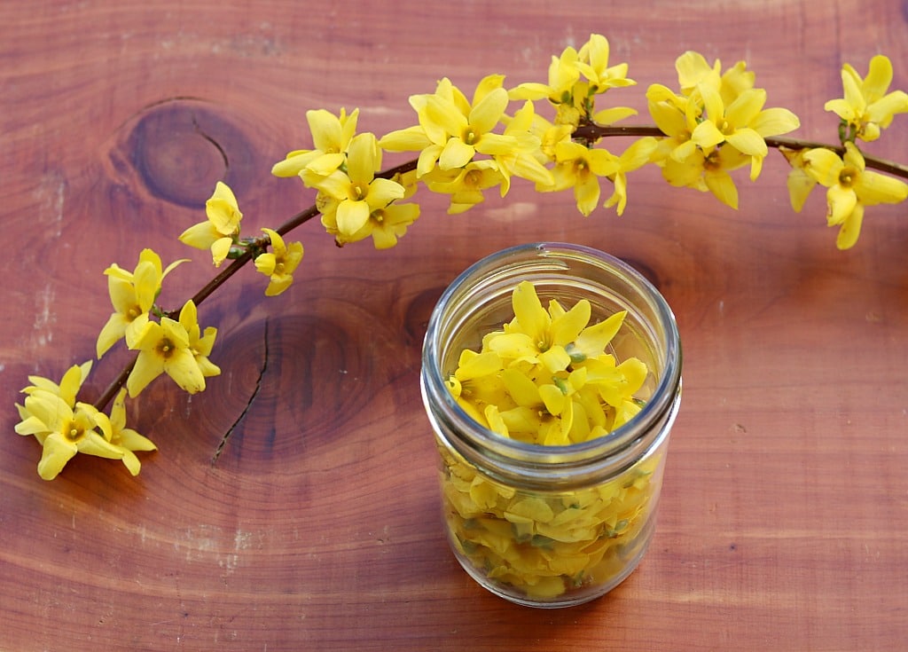 a jar of foraged forsythia flowers