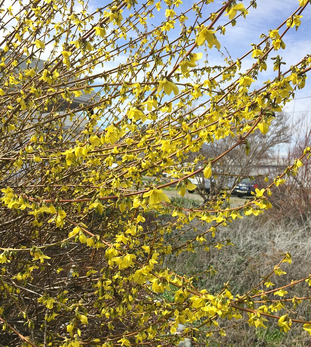 Forsythia shrub full of yellow flowers