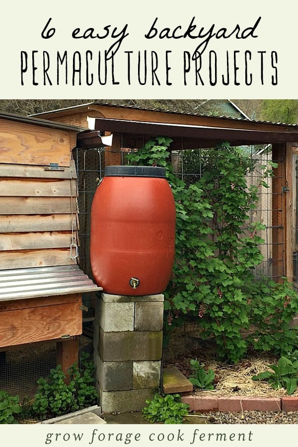 Rain barrel backyard permaculture project.