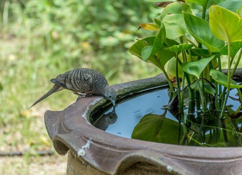 Bird drinking water from a bird bath