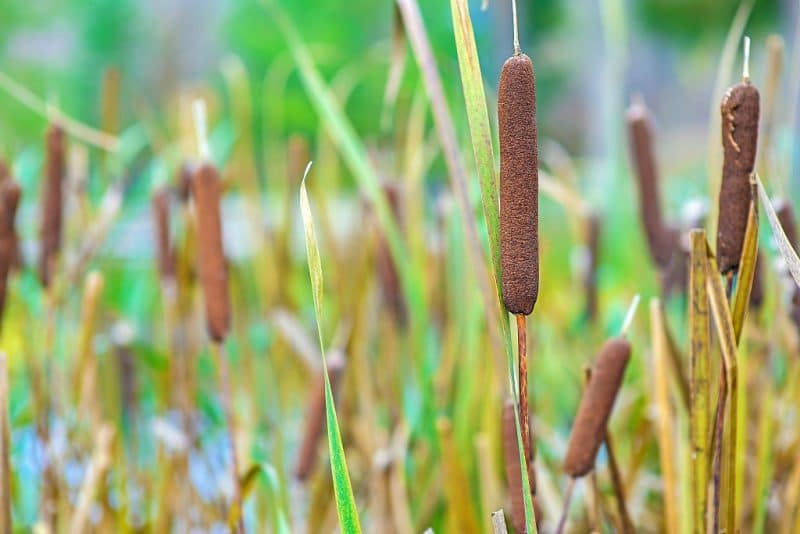 cattails in a swamp