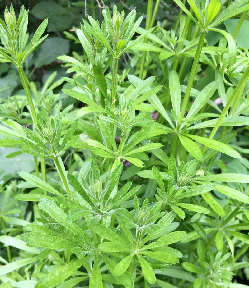 cleavers, a medicinal weed