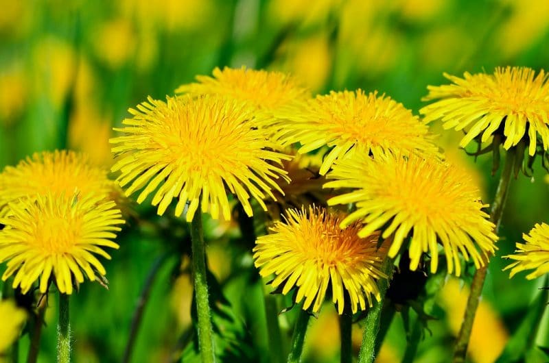 dandelion blossoms