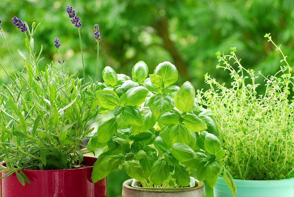 basil and other herbs being grown in a pot