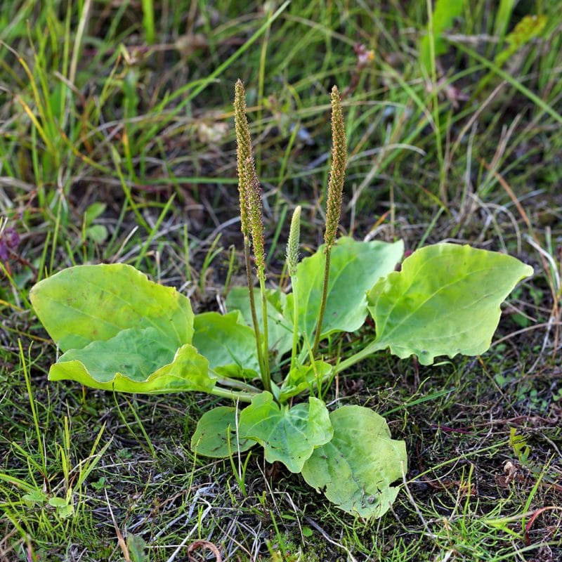 broadleaf plantain