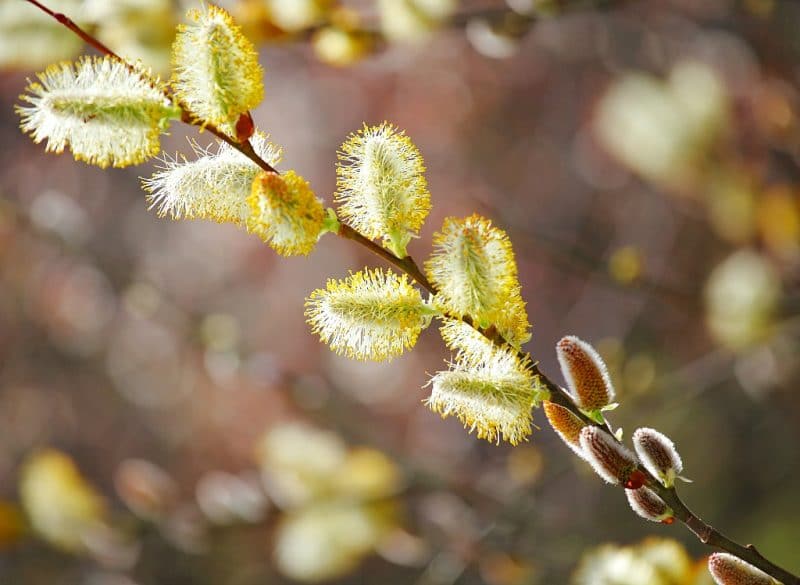 willow branch with blossoms