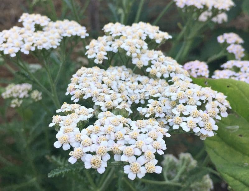 white yarrow flowers