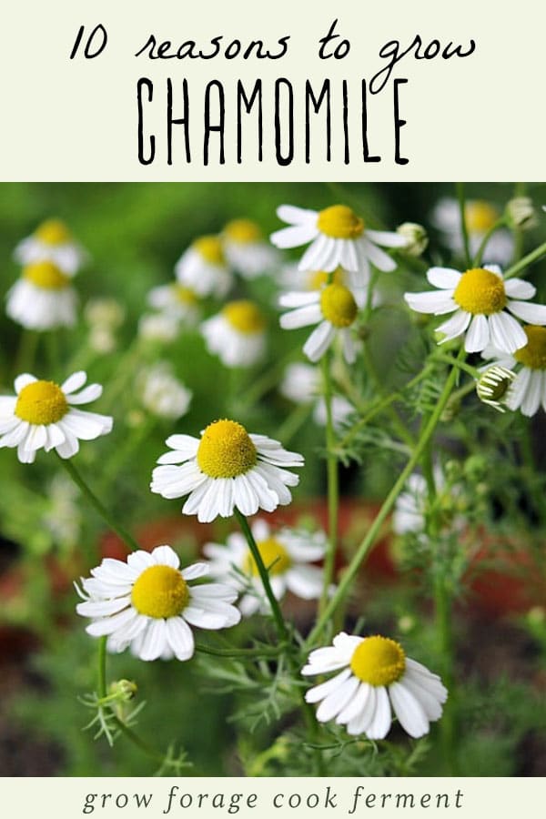 An image of a chamomile plant with flowers.