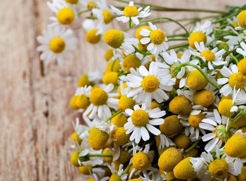 a big bunch of fresh chamomile flowers on a wooden board