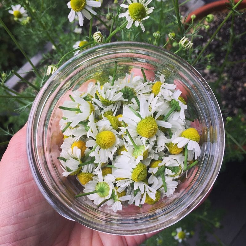 A small jar of freshly cut homegrown chamomile flowers